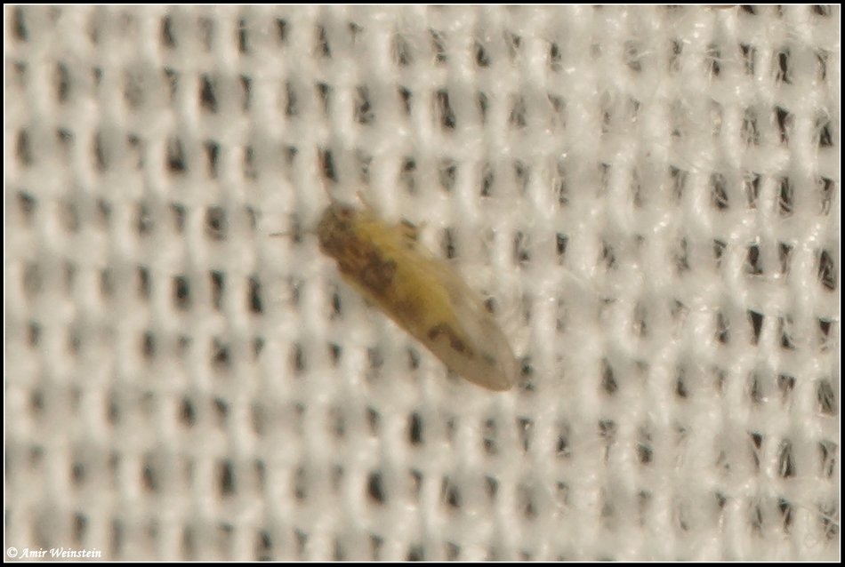 Hemiptera d''Israele